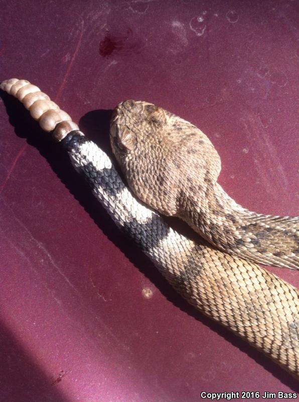 Western Diamond-backed Rattlesnake (Crotalus atrox)