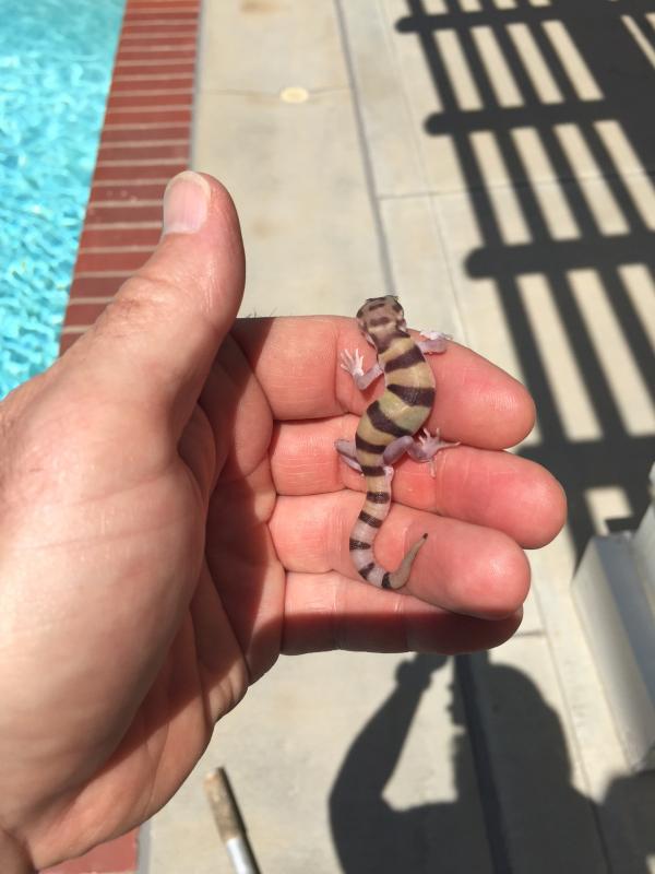 Tokay Gecko (Gekko gecko)