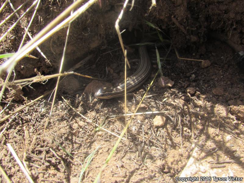 Variable Skink (Plestiodon multivirgatus epipleurotus)