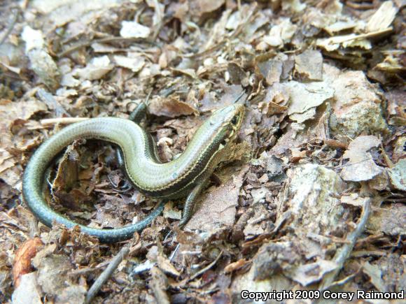 Southern Coal Skink (Plestiodon anthracinus pluvialis)