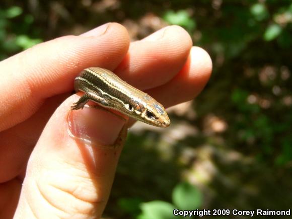 Southern Coal Skink (Plestiodon anthracinus pluvialis)