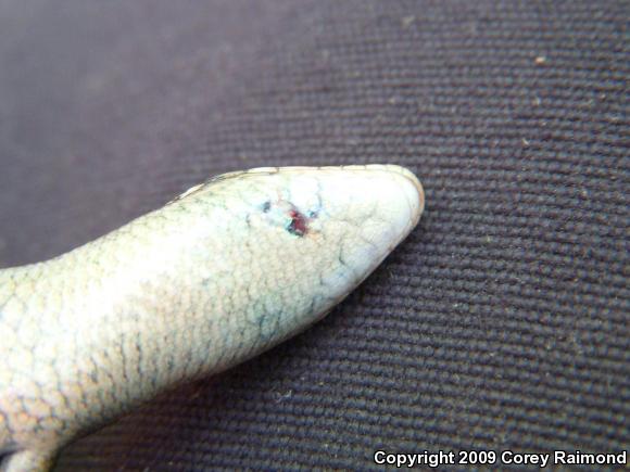 Southern Coal Skink (Plestiodon anthracinus pluvialis)