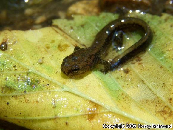 Dark-sided Salamander (Eurycea longicauda melanopleura)