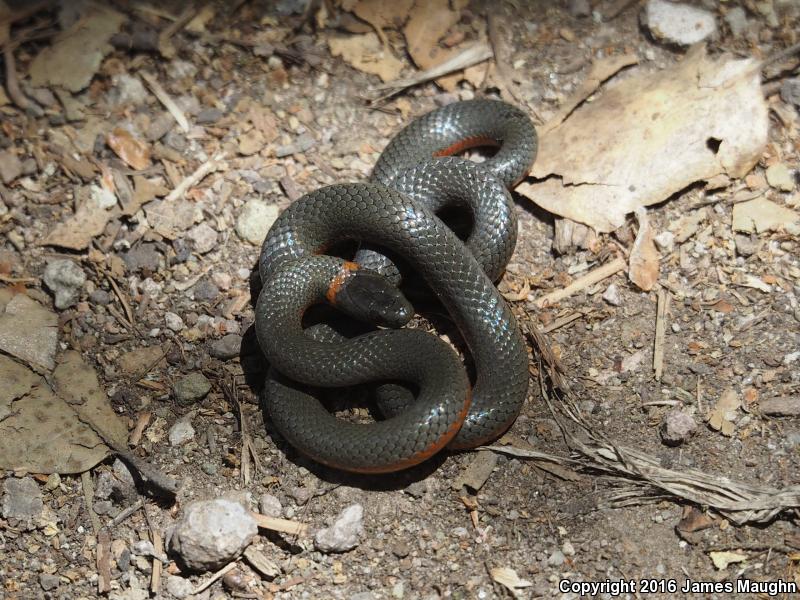 Monterey Ring-necked Snake (Diadophis punctatus vandenburgii)