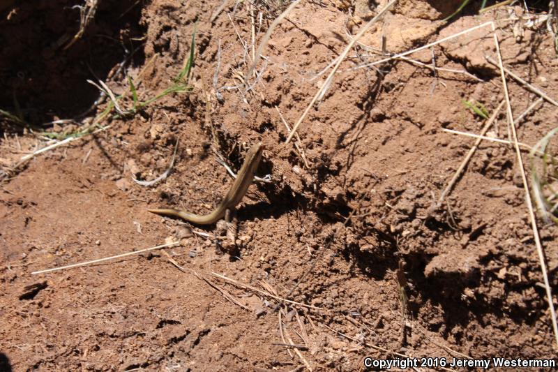 Variable Skink (Plestiodon multivirgatus epipleurotus)