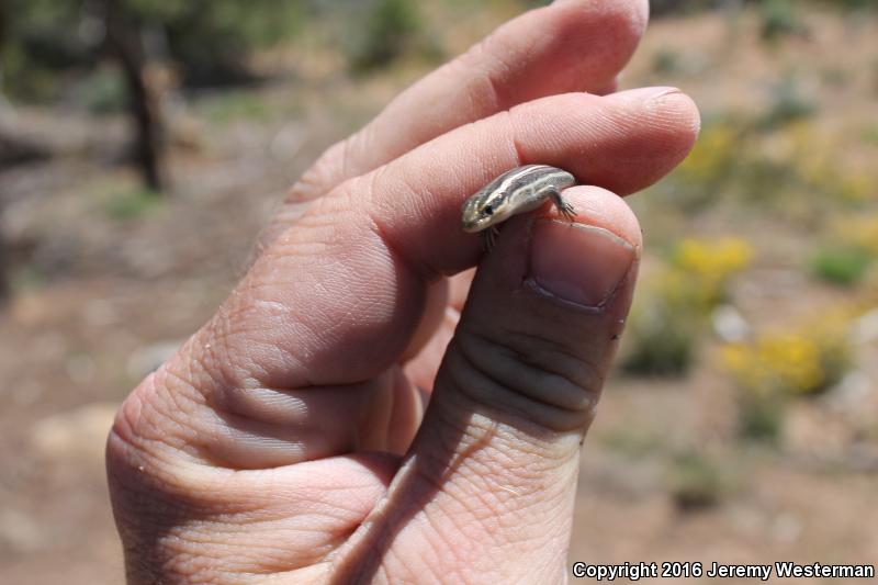 Variable Skink (Plestiodon multivirgatus epipleurotus)