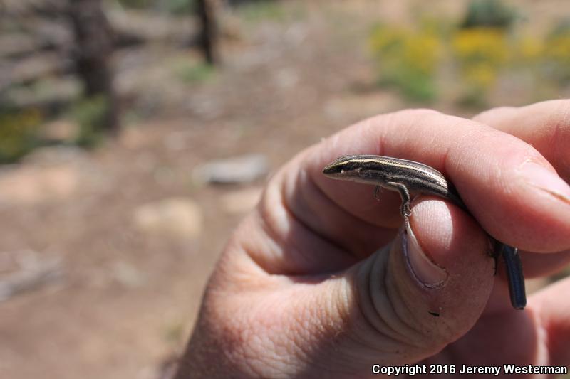 Variable Skink (Plestiodon multivirgatus epipleurotus)