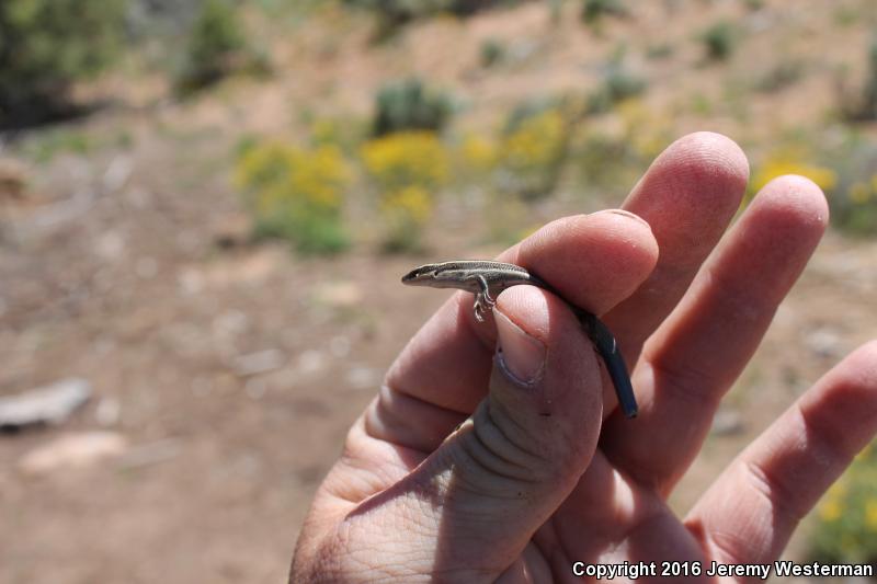 Variable Skink (Plestiodon multivirgatus epipleurotus)