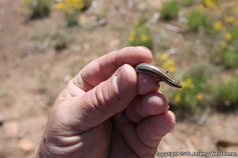 Variable Skink (Plestiodon multivirgatus epipleurotus)