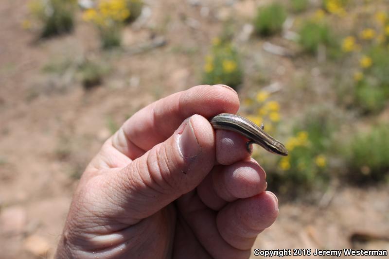 Variable Skink (Plestiodon multivirgatus epipleurotus)