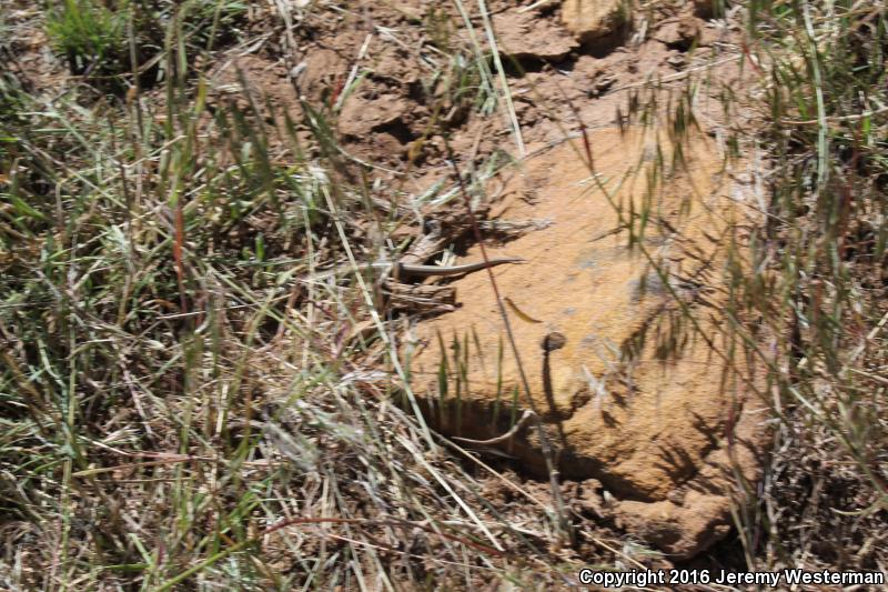 Variable Skink (Plestiodon multivirgatus epipleurotus)