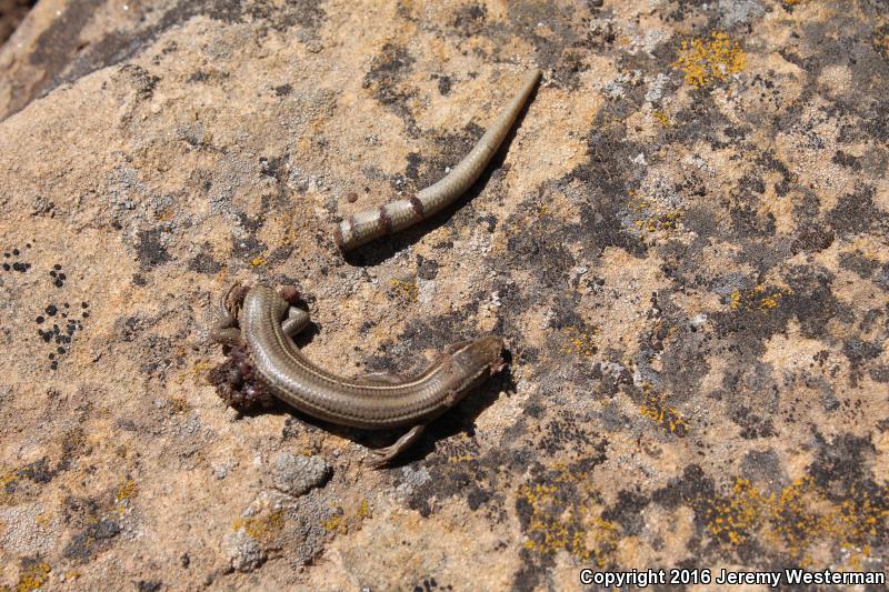 Variable Skink (Plestiodon multivirgatus epipleurotus)