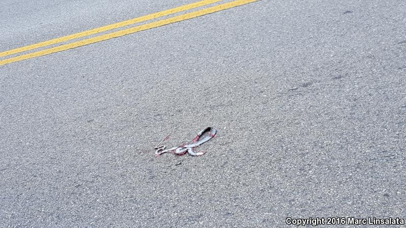 Brown-chinned Racer (Coluber constrictor helvigularis)