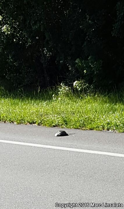 Florida Snapping Turtle (Chelydra serpentina osceola)