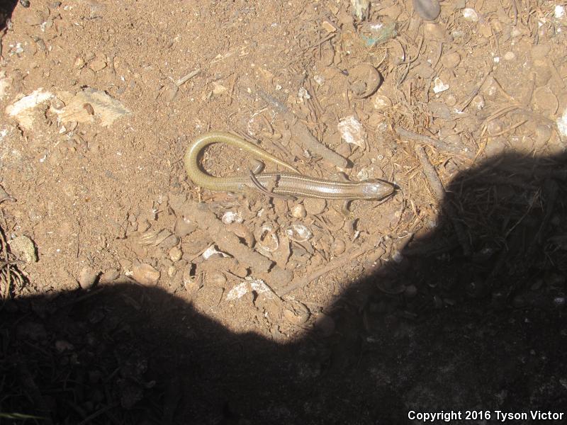 Variable Skink (Plestiodon multivirgatus epipleurotus)