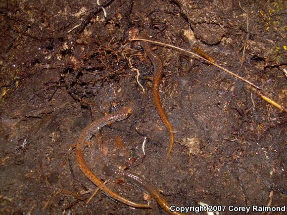 Four-toed Salamander (Hemidactylium scutatum)