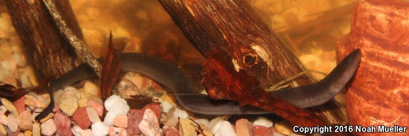 Two-toed Amphiuma (Amphiuma means)