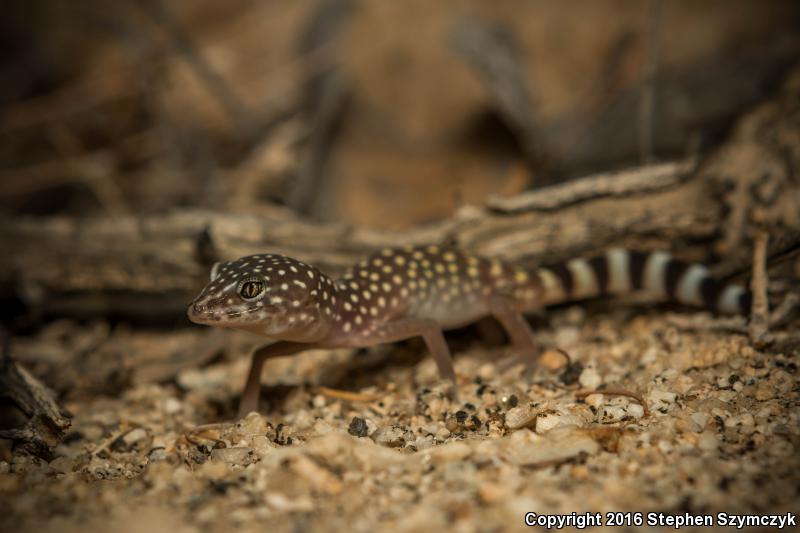 Penninsular Banded Gecko (Coleonyx switaki)