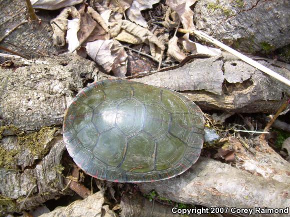 Western Painted Turtle (Chrysemys picta bellii)