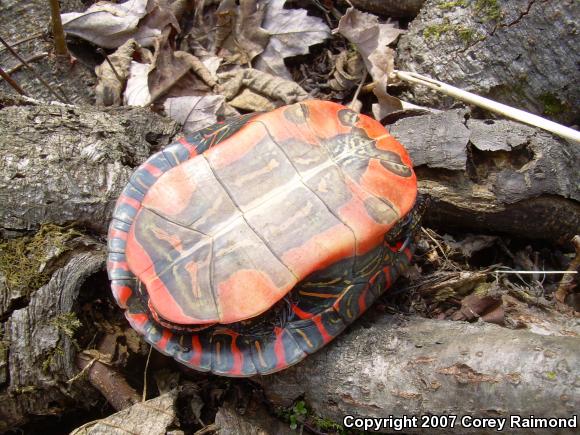 Western Painted Turtle (Chrysemys picta bellii)