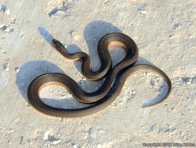 Graham's Crayfish Snake (Regina grahamii)