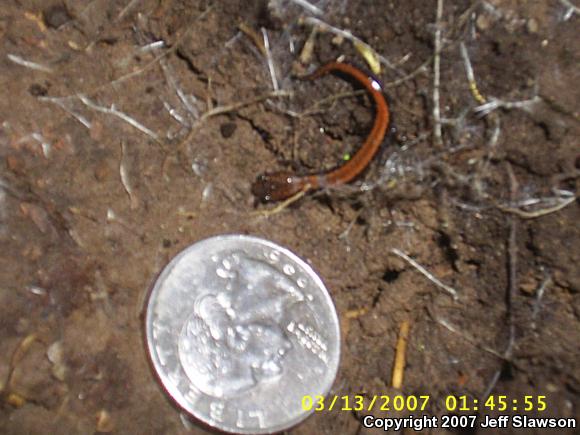 Eastern Red-backed Salamander (Plethodon cinereus)