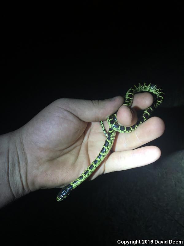 Western Black Kingsnake (Lampropeltis getula nigrita)