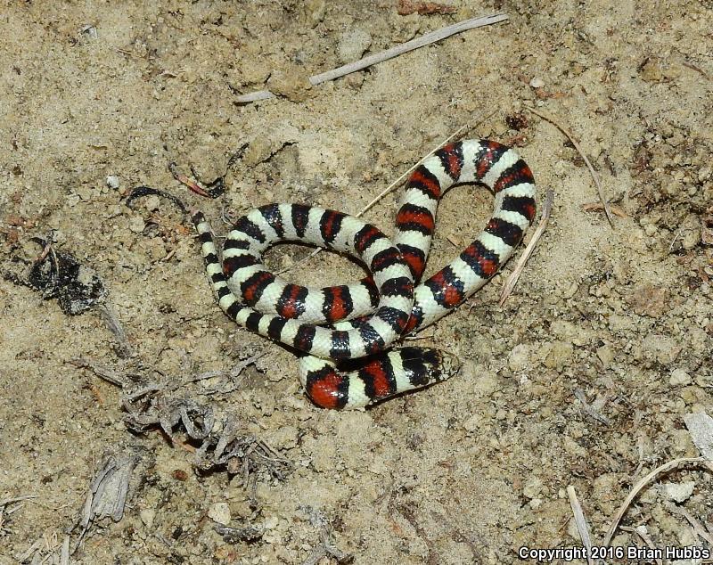 Pale Milksnake (Lampropeltis triangulum multistriata)