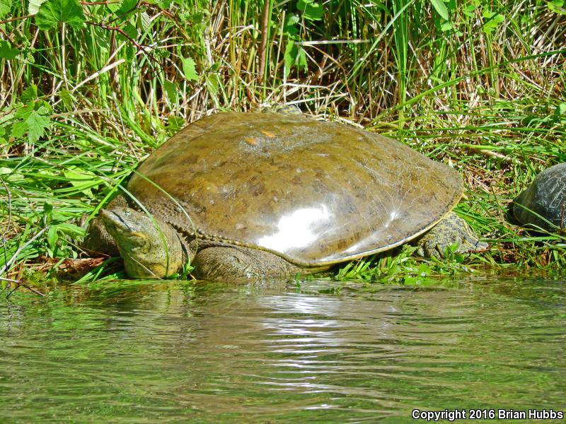 Western Spiny Softshell (Apalone spinifera hartwegi)