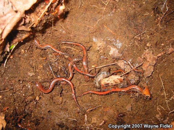 Eastern Red-backed Salamander (Plethodon cinereus)