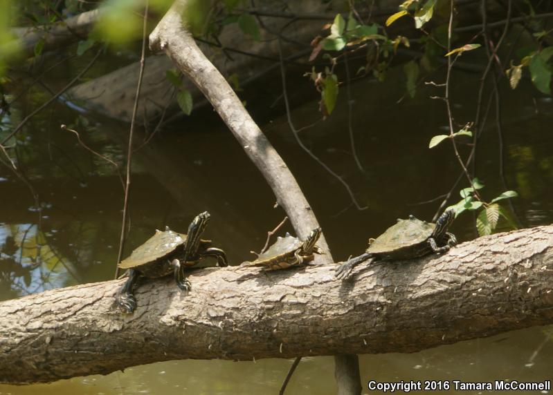 Black-knobbed Map Turtle (Graptemys nigrinoda)