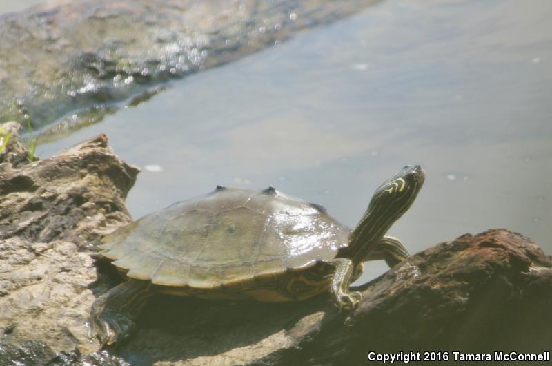 Black-knobbed Map Turtle (Graptemys nigrinoda)