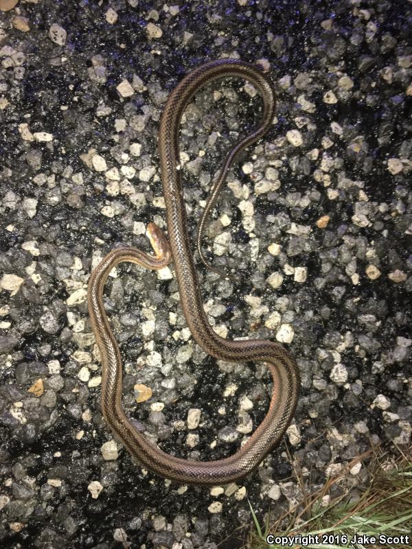 Baird's Ratsnake (Pantherophis bairdi)