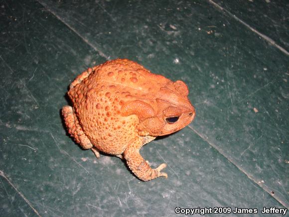 Southern Toad (Anaxyrus terrestris)