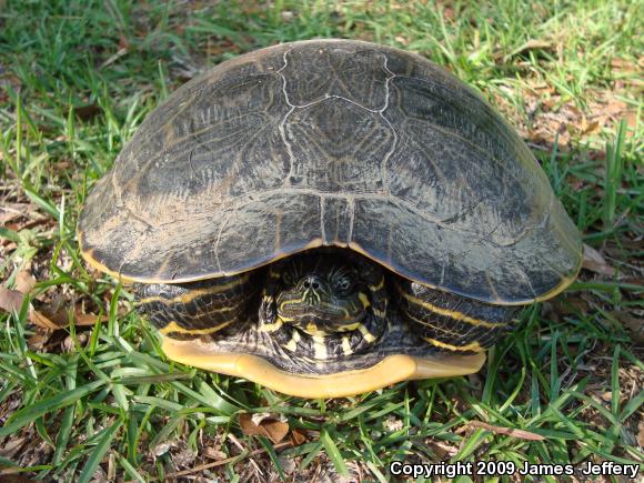 River Cooter (Pseudemys concinna)