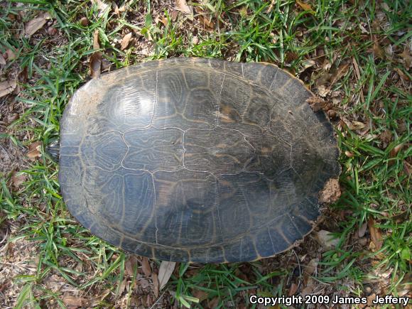 River Cooter (Pseudemys concinna)