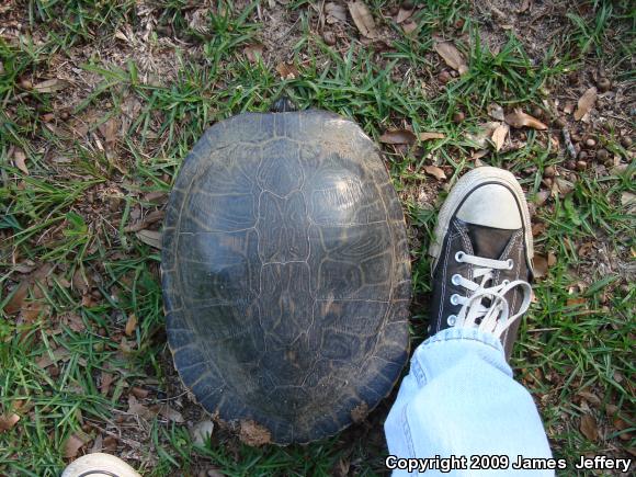 River Cooter (Pseudemys concinna)