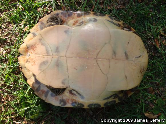 River Cooter (Pseudemys concinna)