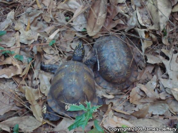 Eastern Box Turtle (Terrapene carolina)