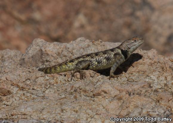 Yellow-backed Spiny Lizard (Sceloporus uniformis)