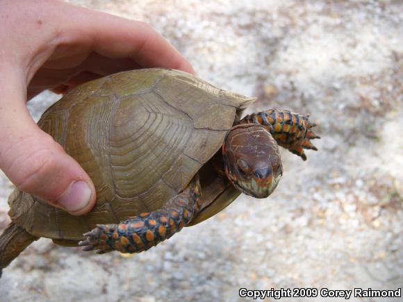 Three-toed Box Turtle (Terrapene carolina triunguis)