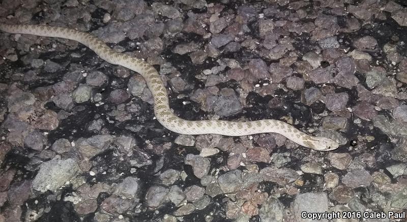 Collar Nightsnake (Hypsiglena torquata)