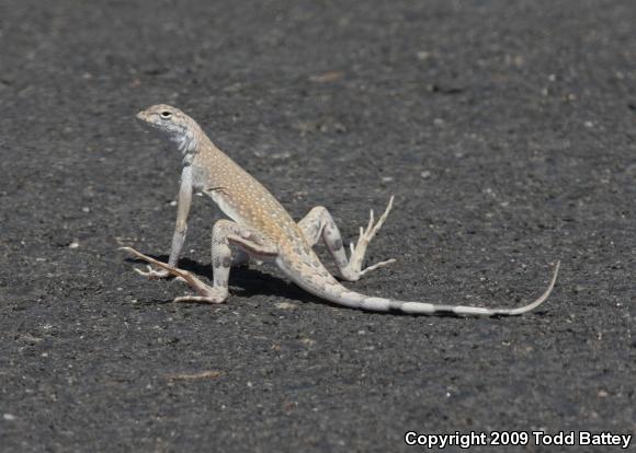 Western Zebra-tailed Lizard (Callisaurus draconoides rhodostictus)