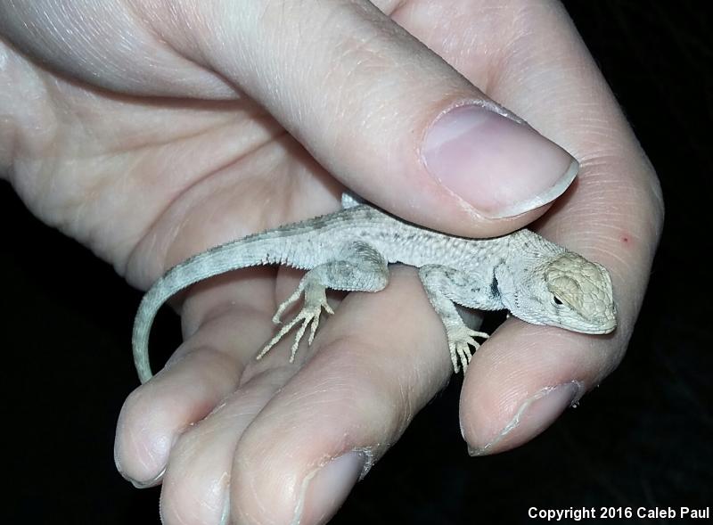 Canyon Lizard (Sceloporus merriami)