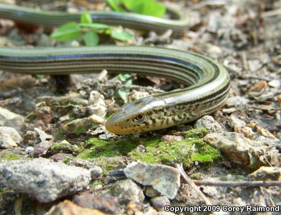 Western Slender Glass Lizard (Ophisaurus attenuatus attenuatus)