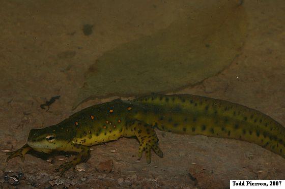 Eastern Newt (Notophthalmus viridescens)