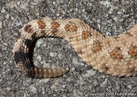 Mojave Desert Sidewinder (Crotalus cerastes cerastes)