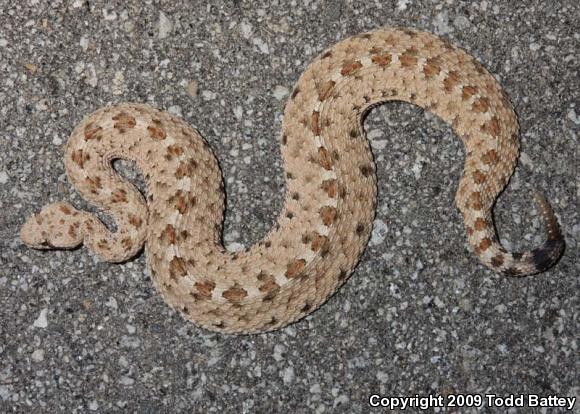 Mojave Desert Sidewinder (Crotalus cerastes cerastes)