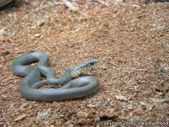 North American Racer (Coluber constrictor)