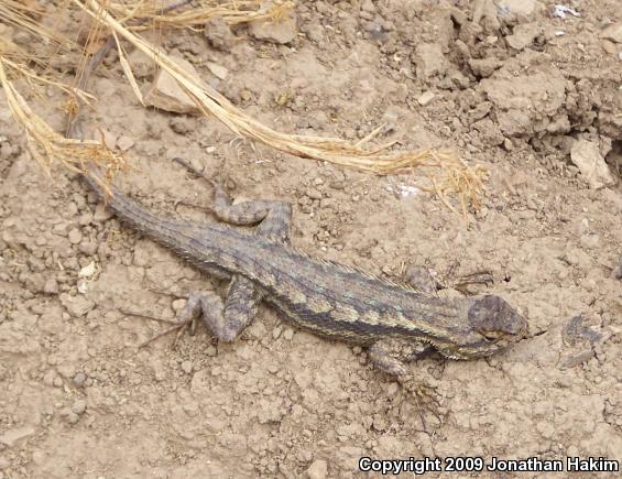 Great Basin Fence Lizard (Sceloporus occidentalis longipes)